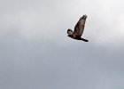 Steppebuizerd (Steppe buzzard)(buteo buteo vulpinus) Gokhturk museum 15-08-2016 (3)